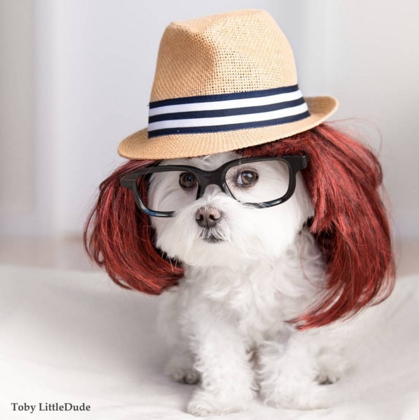 Toby perro hipster 7