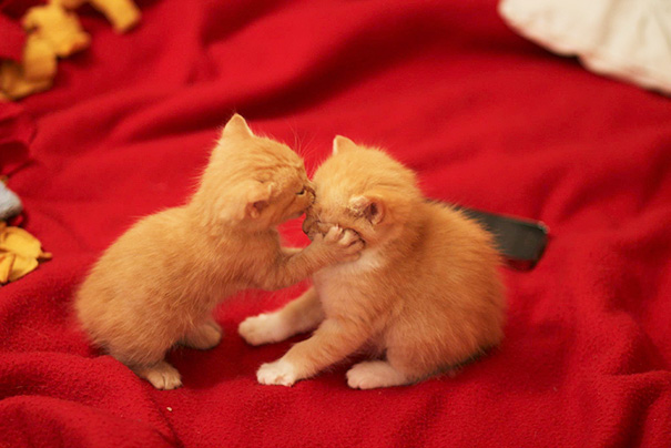 besito de gatito a gatito