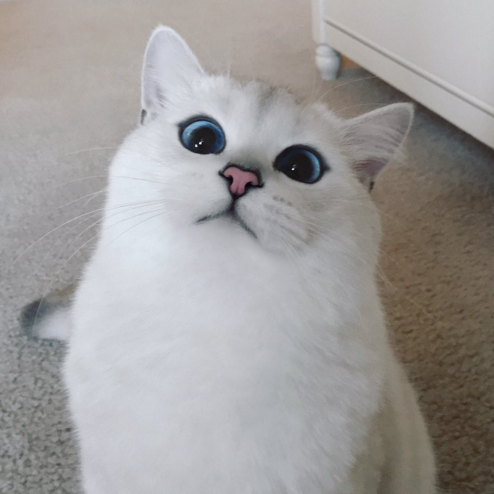 coby ojos azules 2