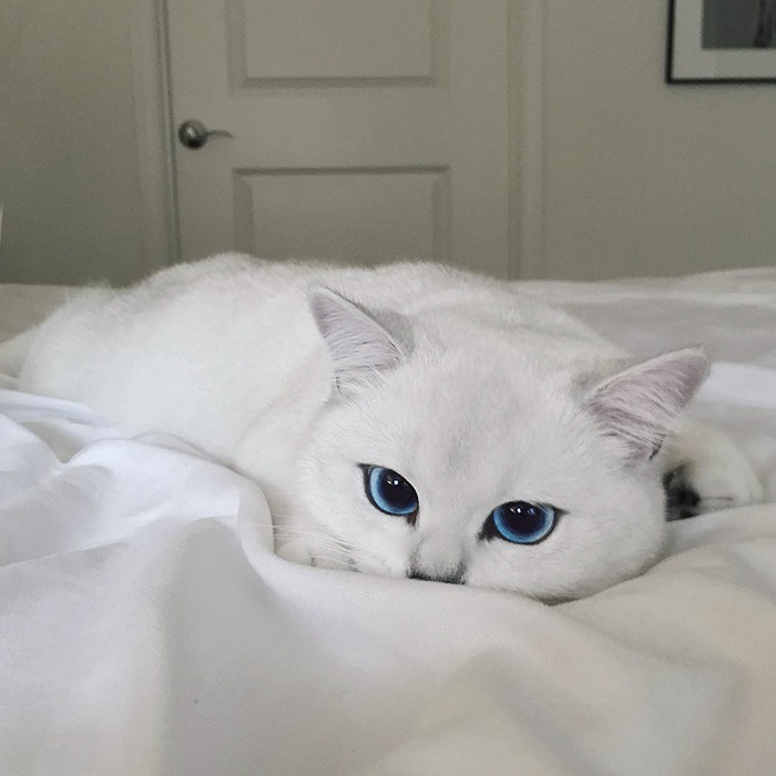 coby ojos azules 4