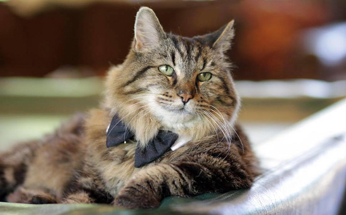 el gato mas viejo del mundo 1