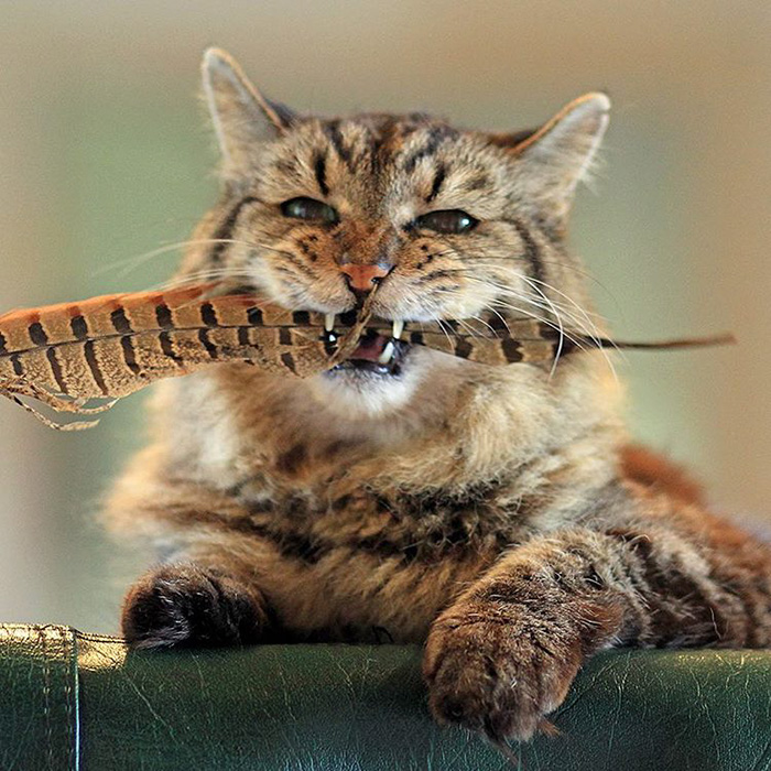 el gato mas viejo del mundo 12