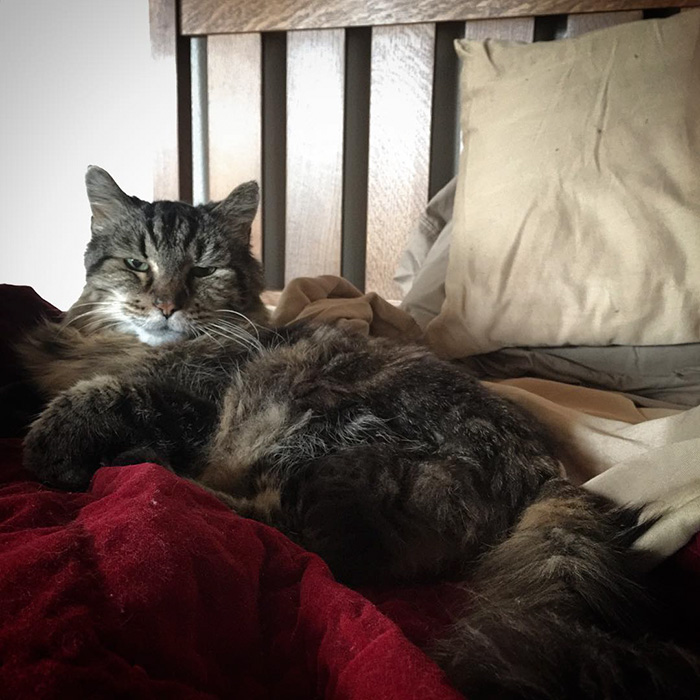 el gato mas viejo del mundo 5