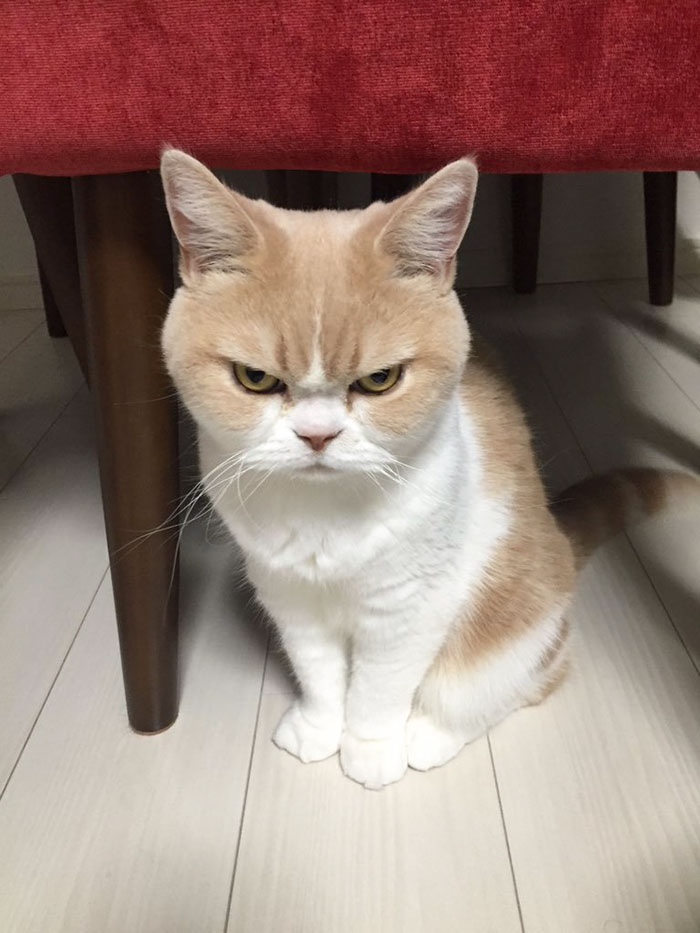 nuevo Grumpy Cat 1