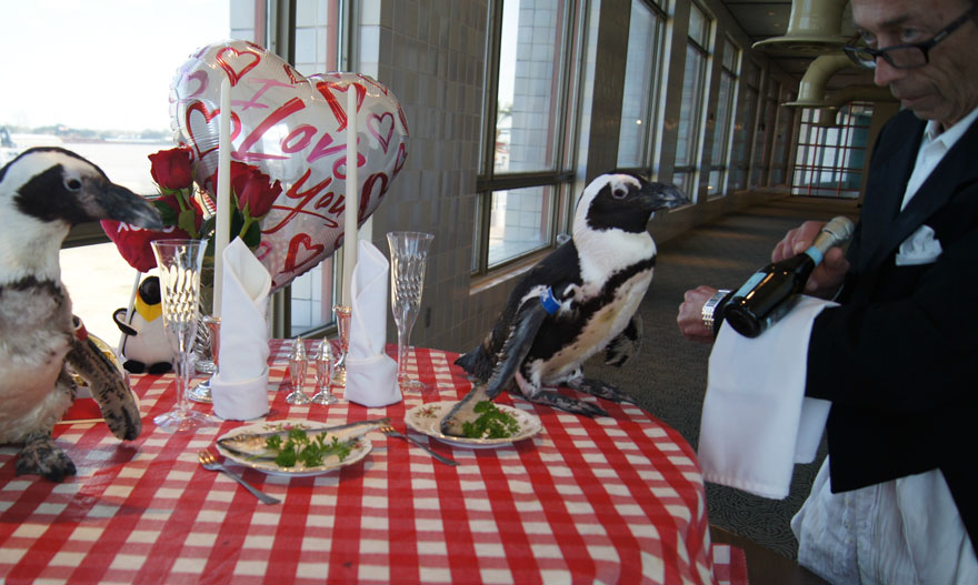 pinguinos San Valentin 1