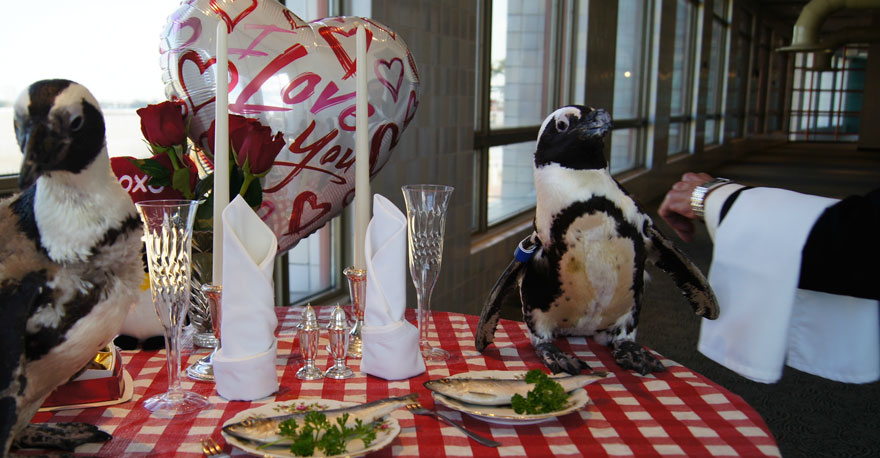 pinguinos San Valentin 5