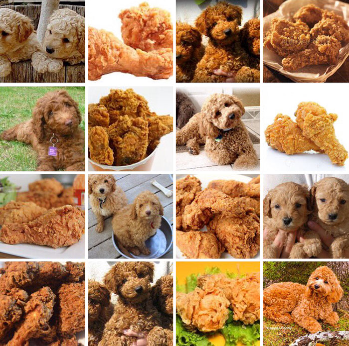 cachorros o comida 2