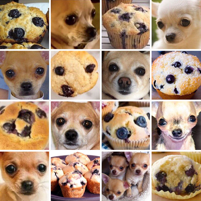 cachorros o comida 4