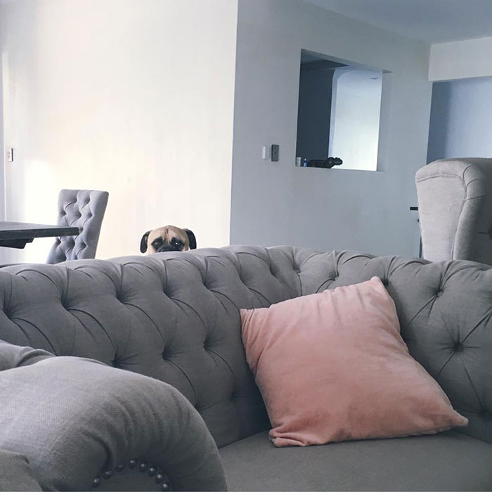 perro espia 1