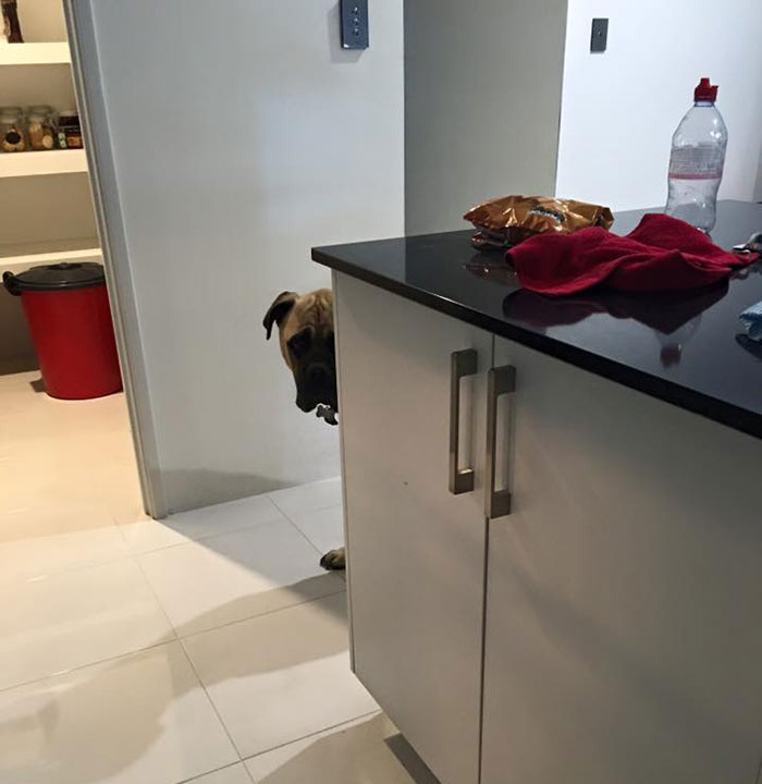 perro espia 10