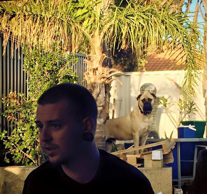 perro espia 11