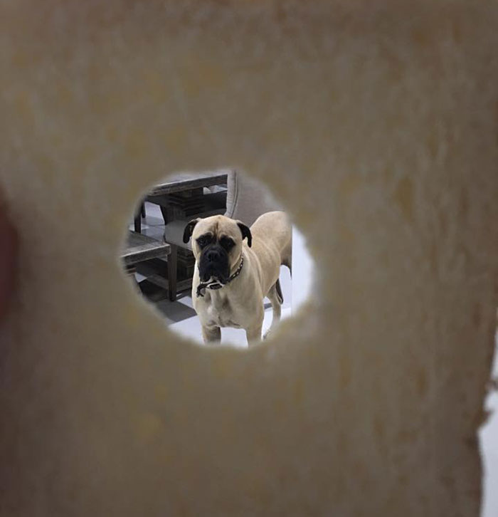 perro espia 15