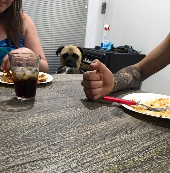 perro espia 18
