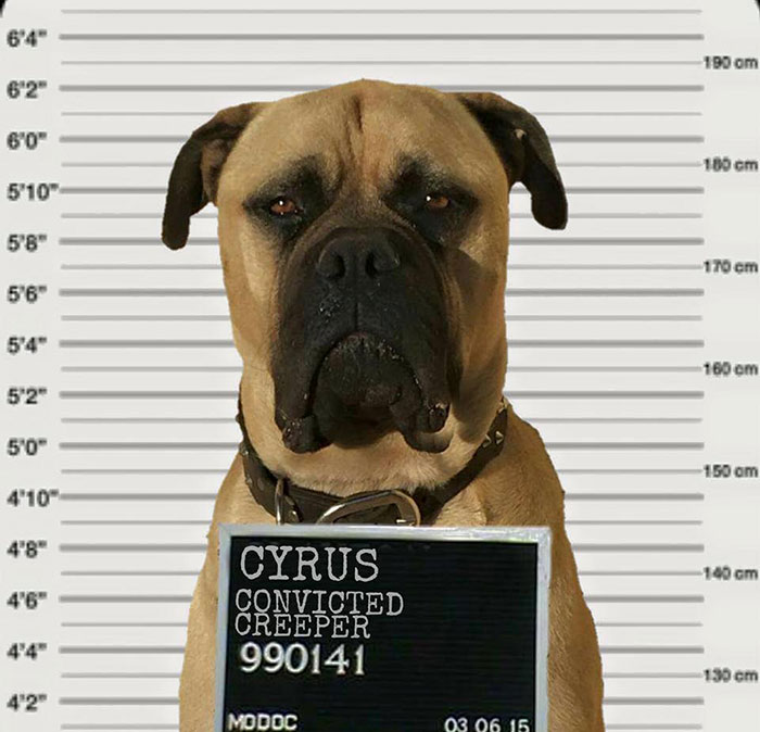 perro espia 19