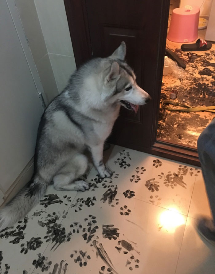 piso sucio perro 1
