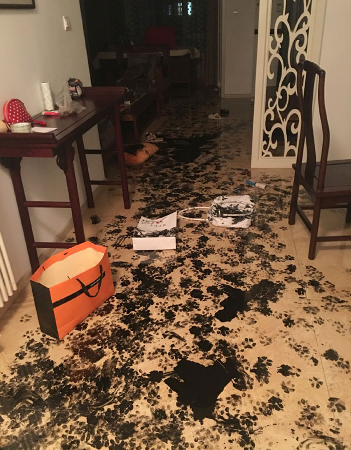 piso sucio perro 2