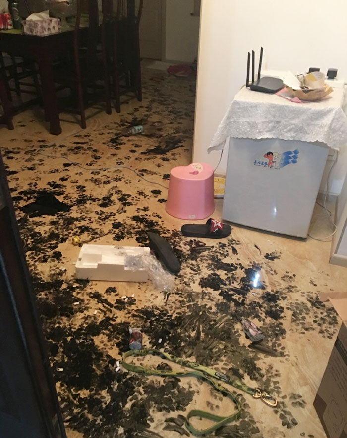 piso sucio perro 5