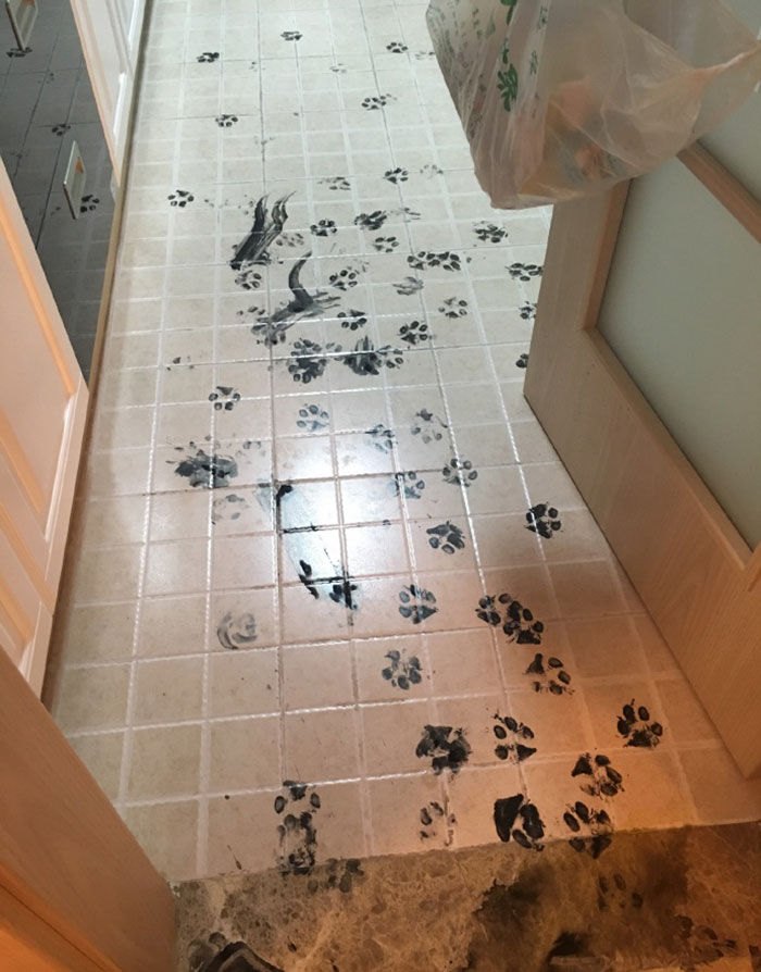 piso sucio perro 6