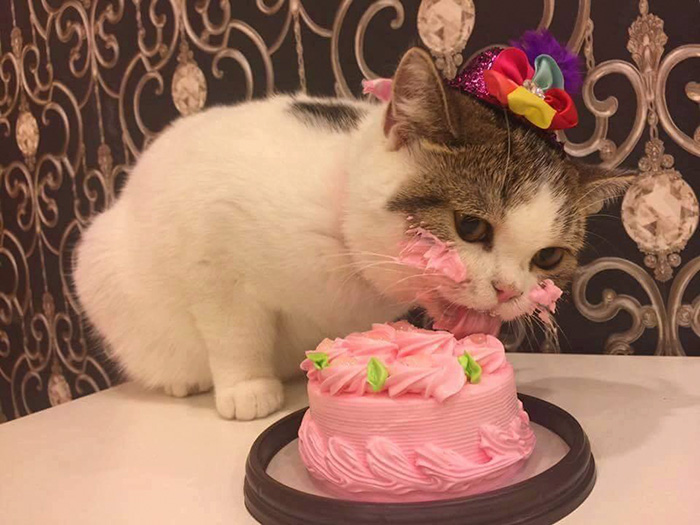 gato pastel 1