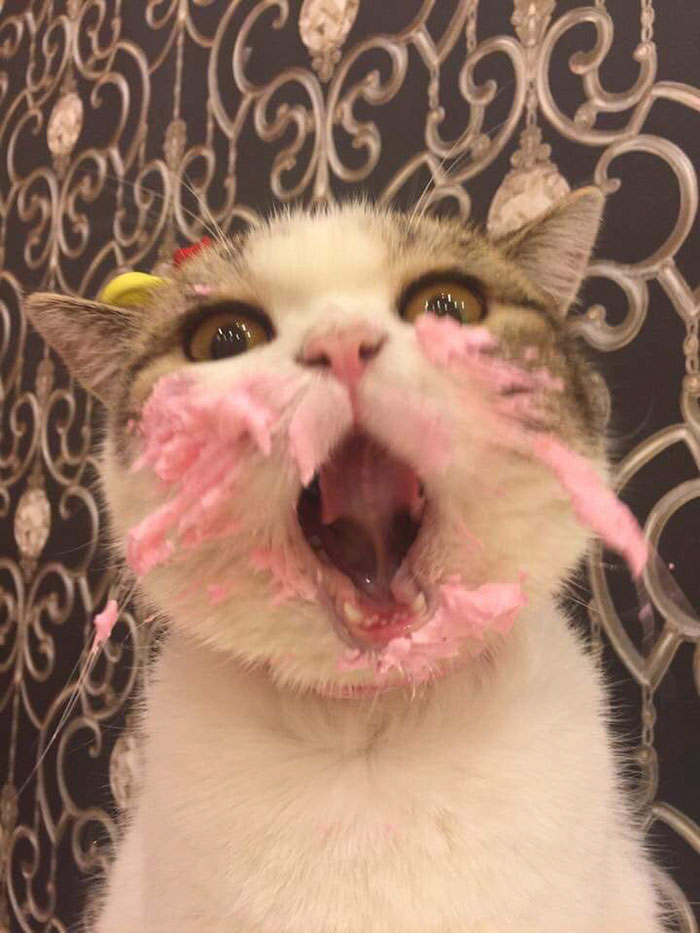 gato pastel 3