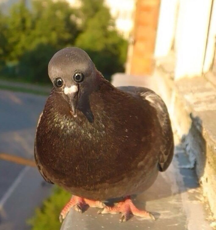 animales-con-ojos-en-la-frente-1