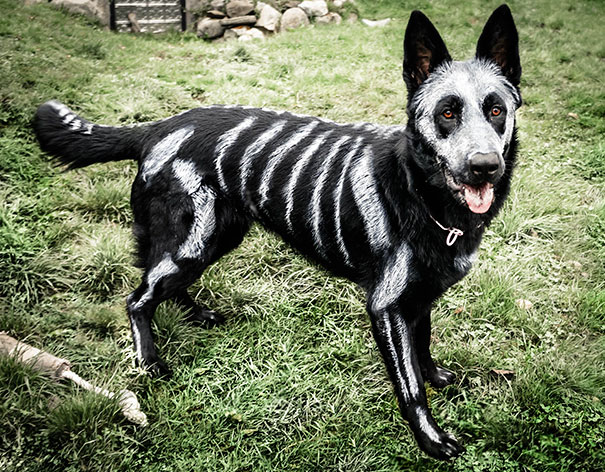 perro-preparado-para-halloween