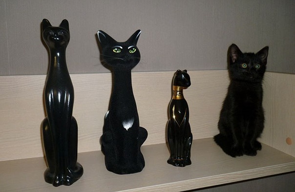 gato-pasando-desapercibido