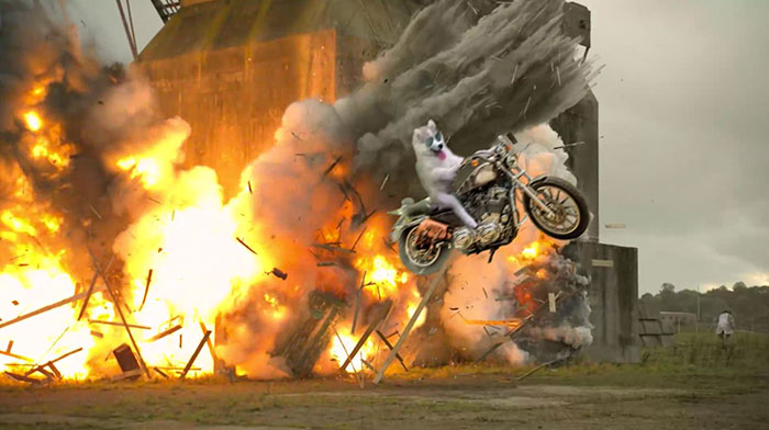 husky-cocotero-12