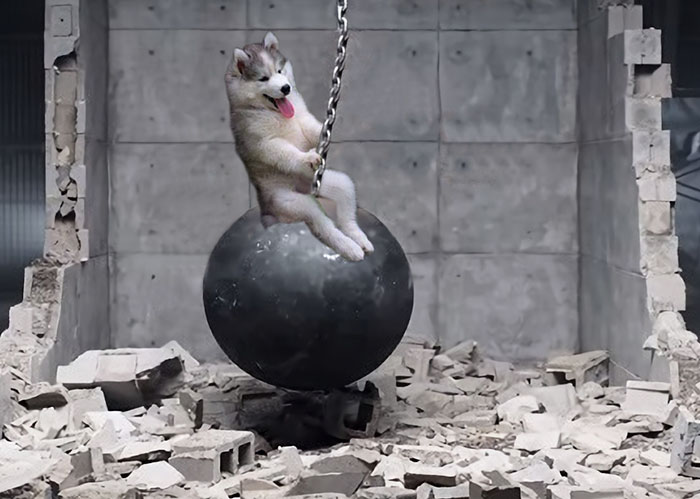 husky-cocotero-2
