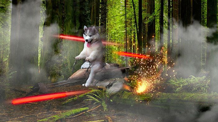 husky-cocotero-4