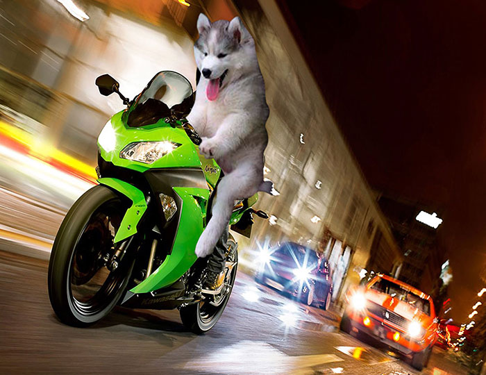 husky-cocotero-8