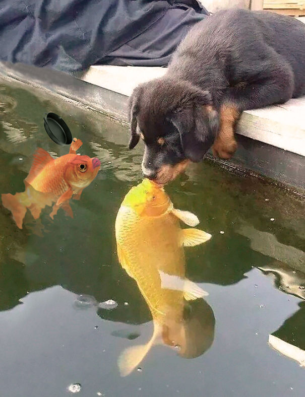 perro-pez-photoshop-11