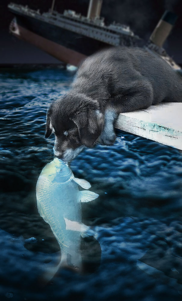 perro-pez-photoshop-4