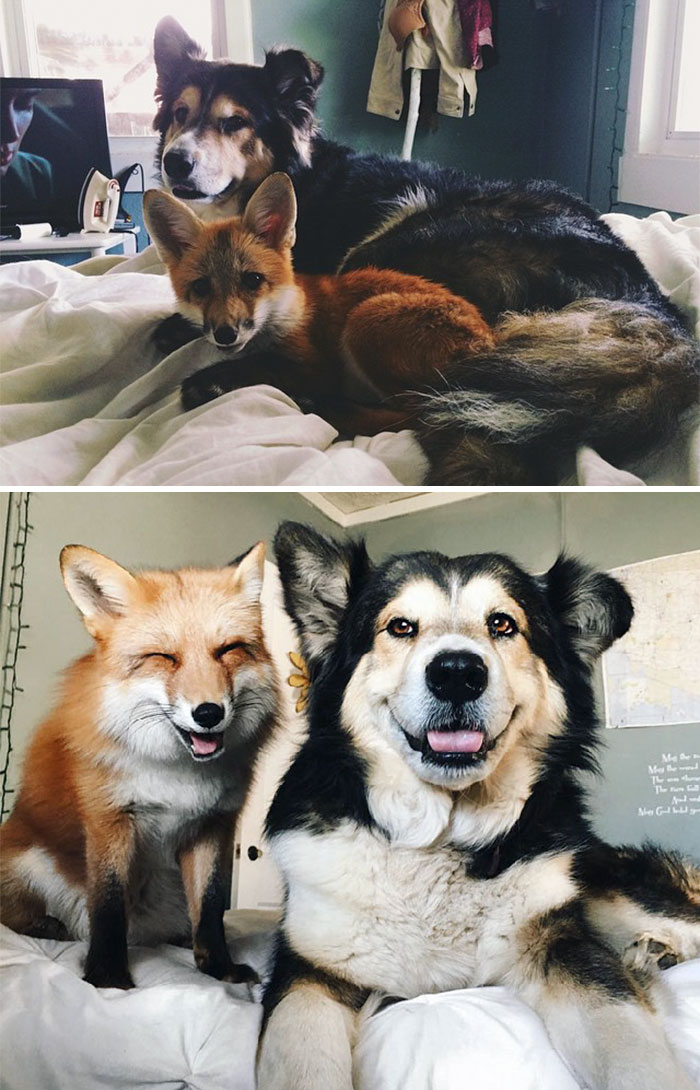 animales-que-han-crecido-juntos
