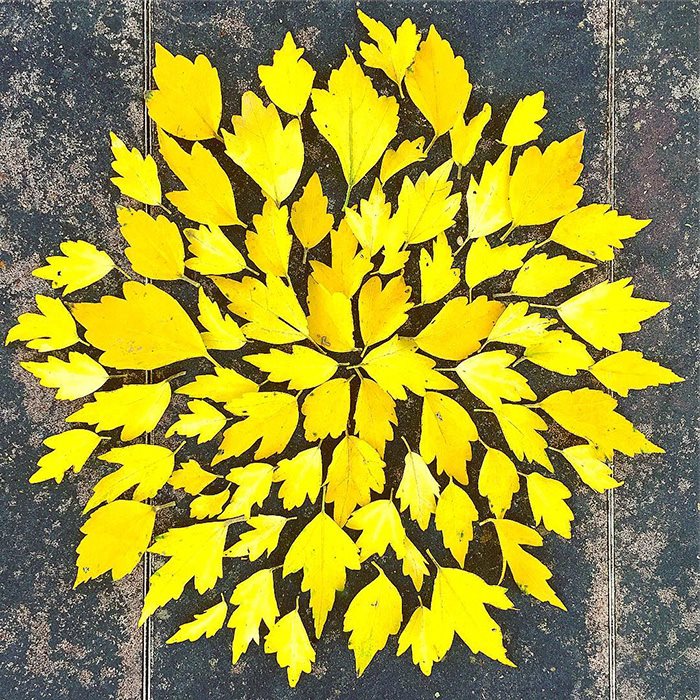 hojas-caidas-con-mucho-arte