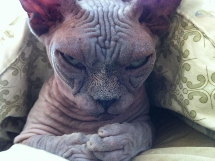 gato-enfadado
