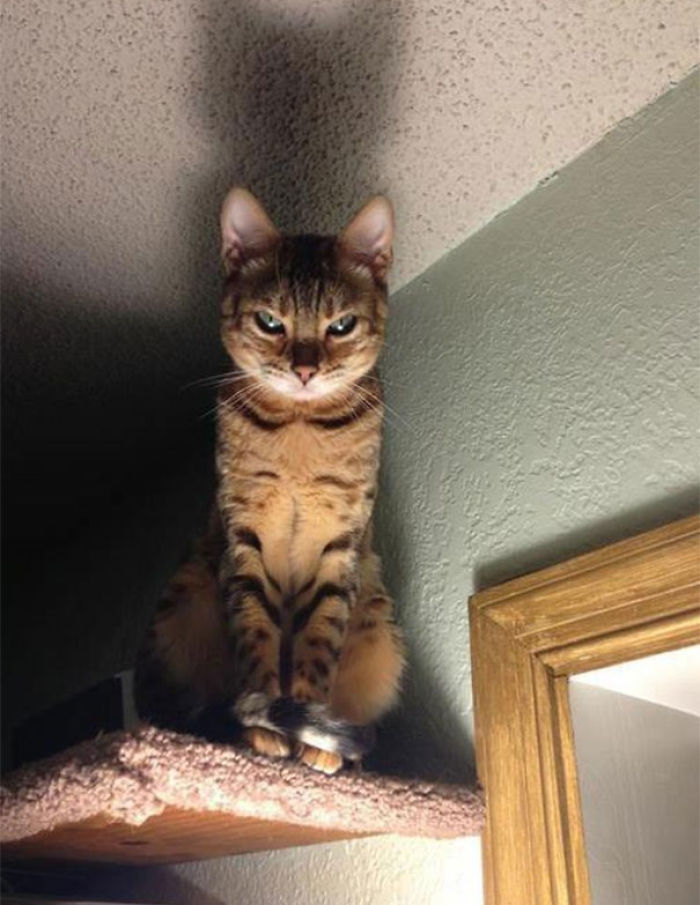 gato-enfadado