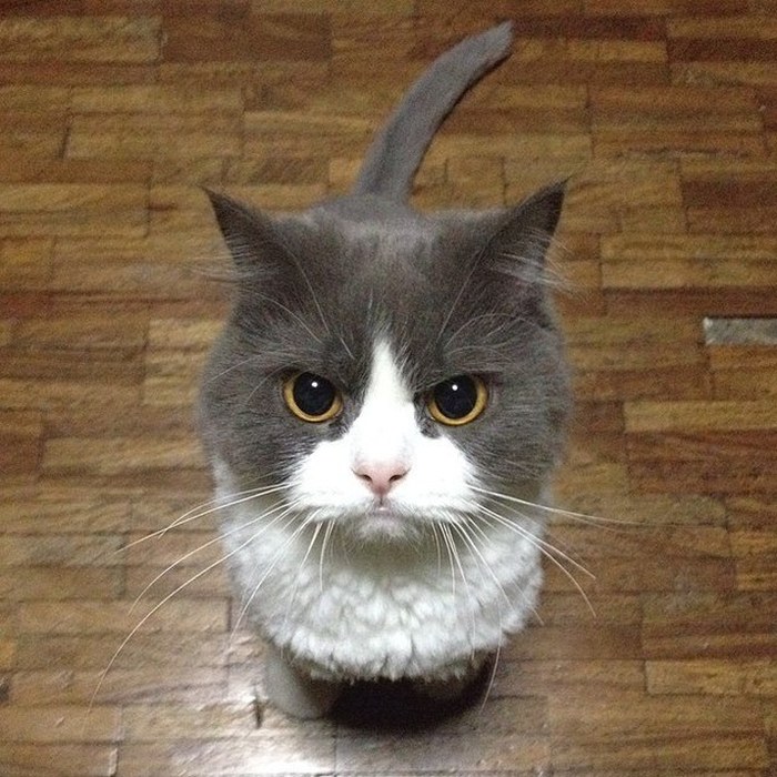 gato-enfadado