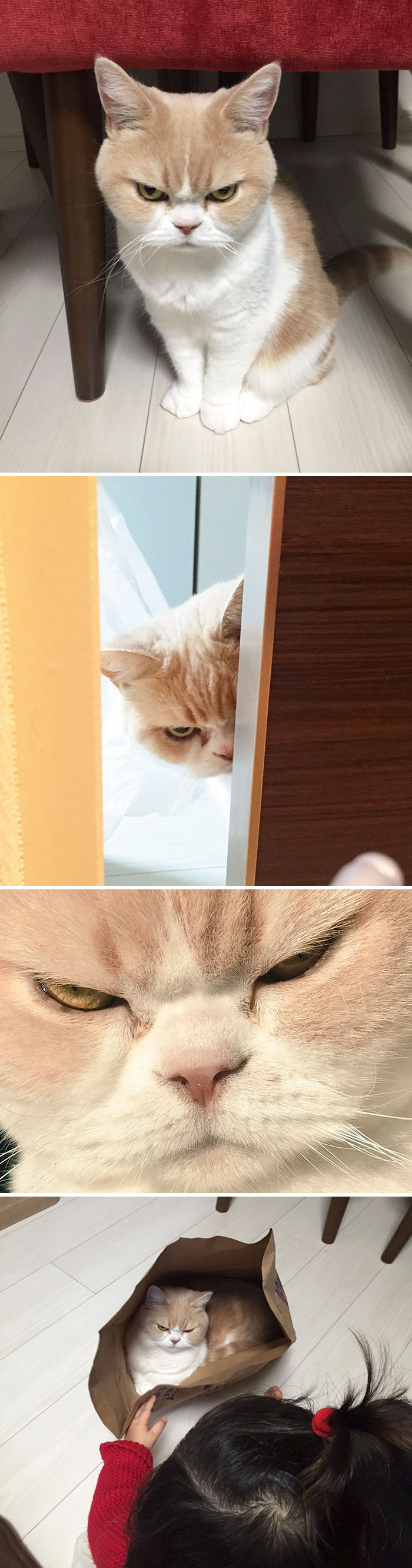 gato-enfadado