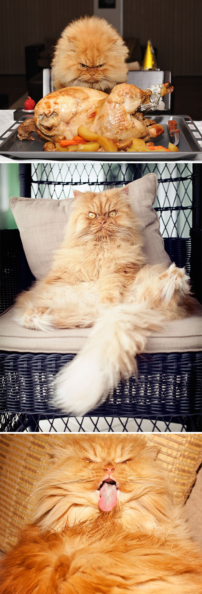 gato-enfadado