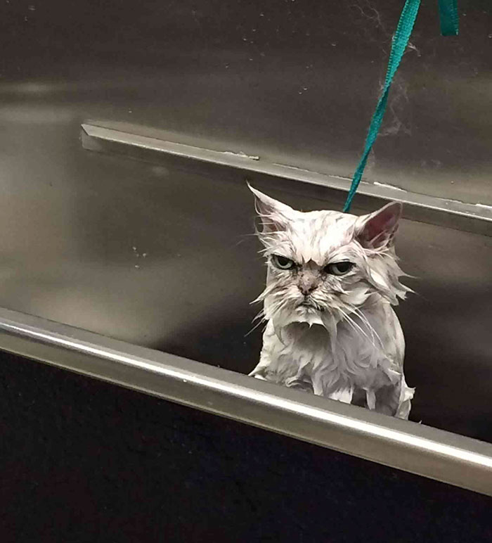 gato-enfadado