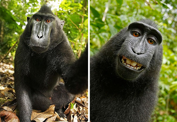 macaco-haciendose-un-selfie