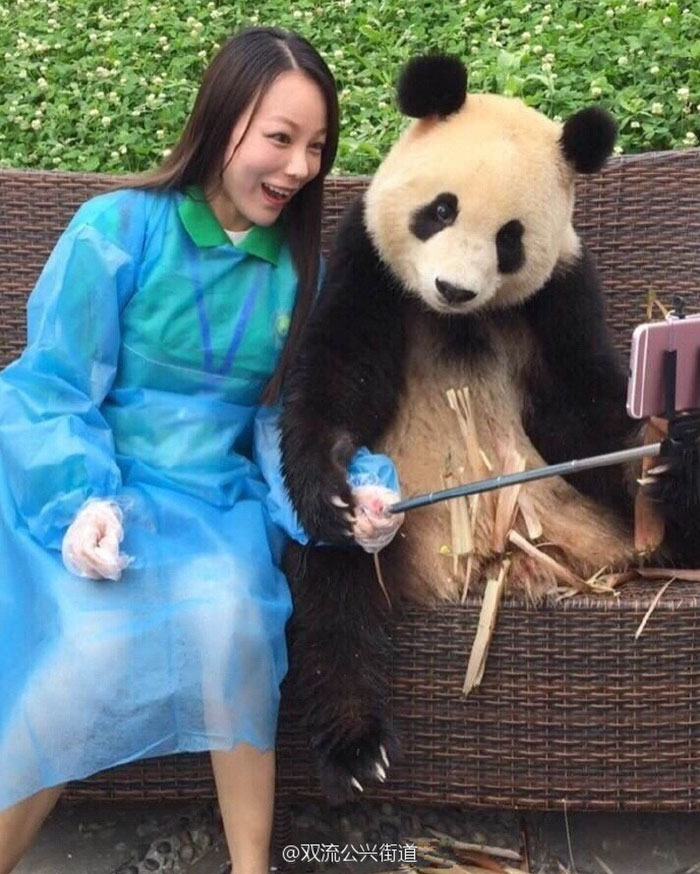 oso-panda-selfies