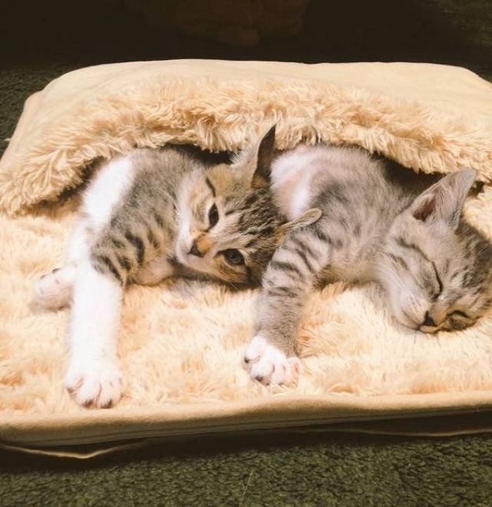 gatos-calentitos