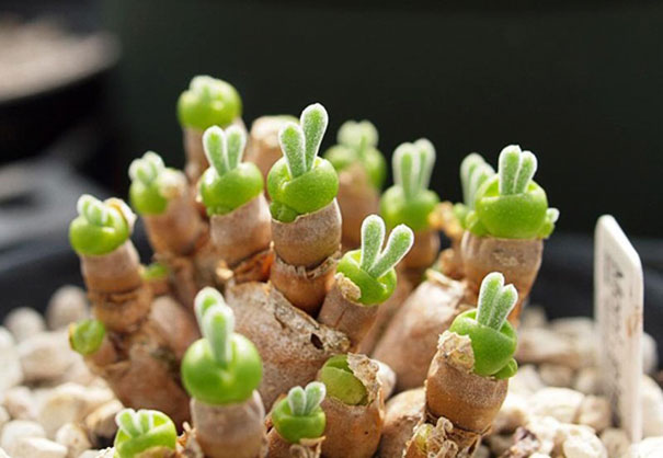 plantas-suculentas-orejas-conejo