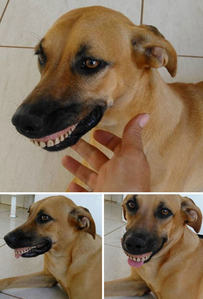 perro-con-dentadura-postiza