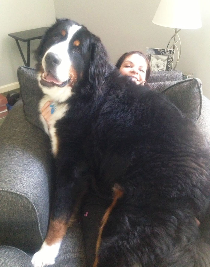 perro-enorme