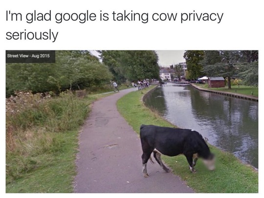 vaca-privacidad