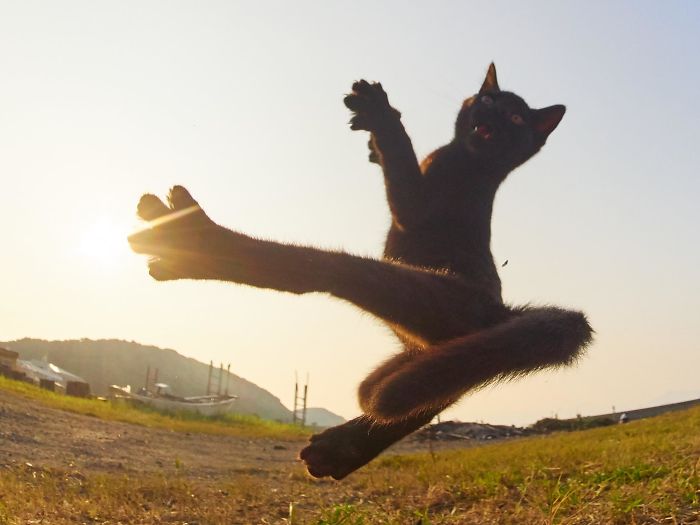 gatos-artes-marciales