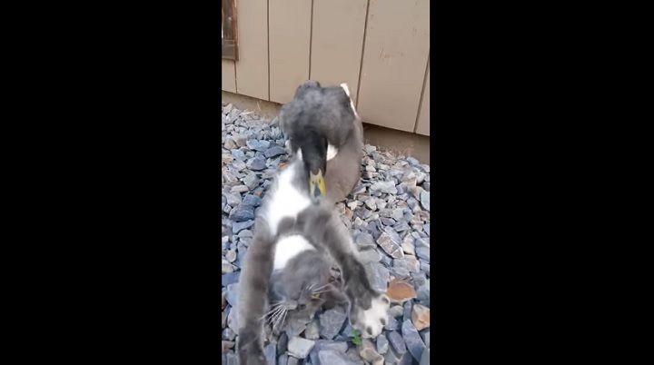 pato-y-gato